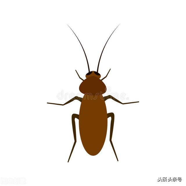 蟑螂怎么消灭最彻底小妙招（灭蟑螂最简单最有效的方法）-3
