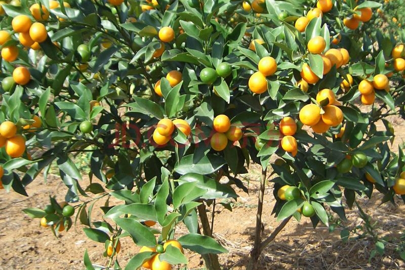 金桔的功效与作用（你知道它的功效和药用价值吗）-4