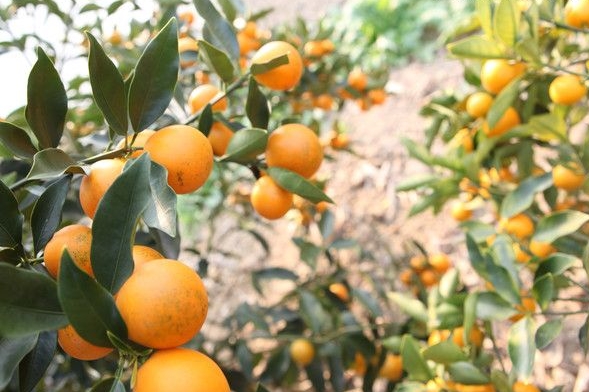 金桔的功效与作用（你知道它的功效和药用价值吗）-8