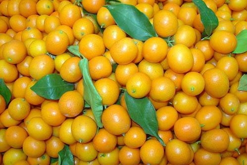 金桔的功效与作用（你知道它的功效和药用价值吗）-3