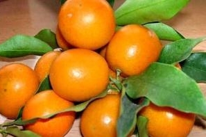 金桔的功效与作用（你知道它的功效和药用价值吗）-9