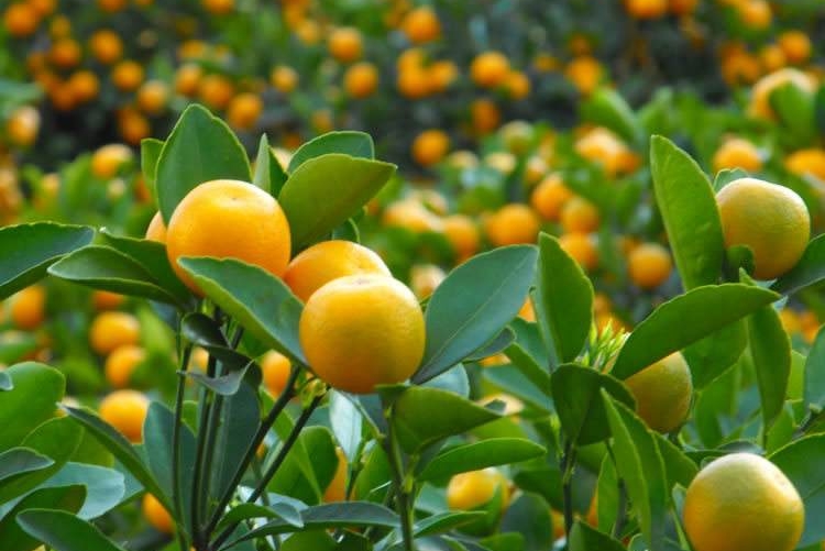金桔的功效与作用（你知道它的功效和药用价值吗）-5