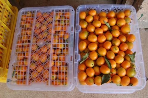 金桔的功效与作用（你知道它的功效和药用价值吗）-6