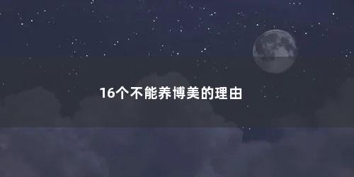16个不能养博美的理由