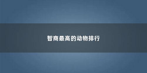 智商最高的动物排行