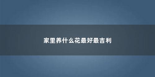 家里养什么花最好最吉利