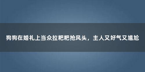 狗狗在婚礼上当众拉粑粑抢风头，主人又好气又尴尬