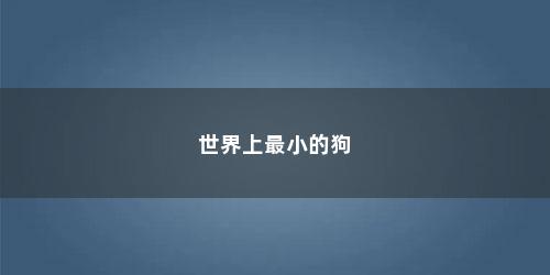 世界上最小的狗