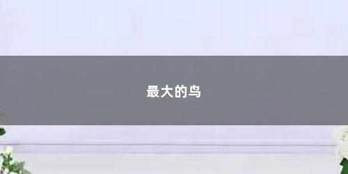 最大的鸟