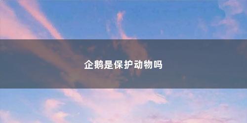 企鹅是保护动物吗