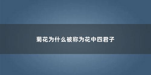菊花为什么被称为花中四君子
