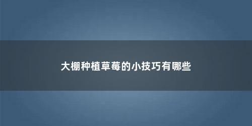 大棚种植草莓的小技巧有哪些