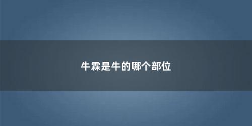 牛霖是牛的哪个部位