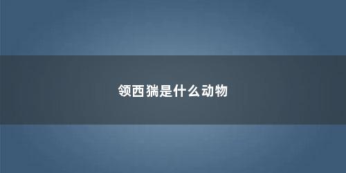 领西猯是什么动物
