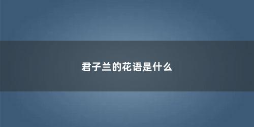 君子兰的花语是什么