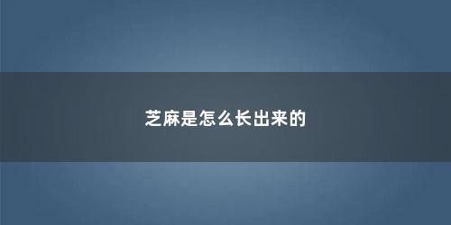 芝麻是怎么长出来的