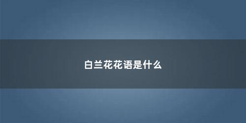 白兰花花语是什么