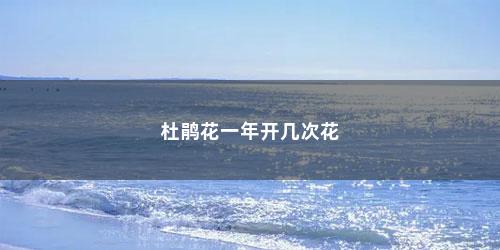 杜鹃花一年开几次花