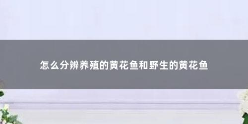 怎么分辨养殖的黄花鱼和野生的黄花鱼