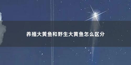养殖大黄鱼和野生大黄鱼怎么区分