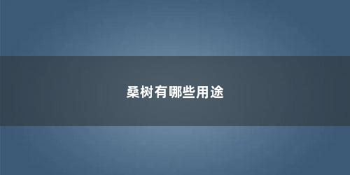 桑树有哪些用途