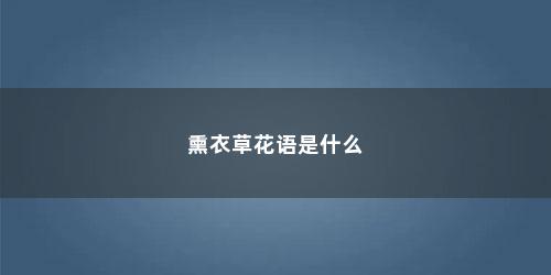 熏衣草花语是什么