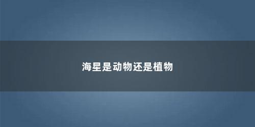 海星是动物还是植物