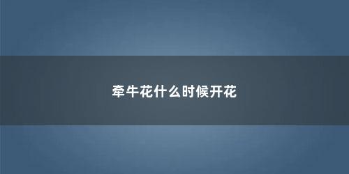 牵牛花什么时候开花